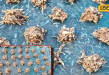 मशहूर है उत्तराखंड में पेठे की बड़ी, उड़द को सिलबट्टे पर पीसकर की जाती है तैयार, सालभर ऐसे रखें सुरक्षित