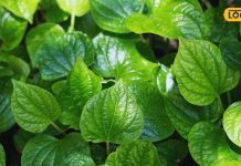 Health Tips: मिथिला की शान हैं ये हरे पत्ते, सेहत का माने जाते हैं खजाना