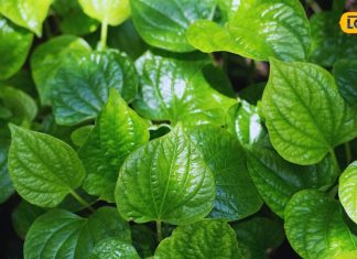 Health Tips: मिथिला की शान हैं ये हरे पत्ते, सेहत का माने जाते हैं खजाना