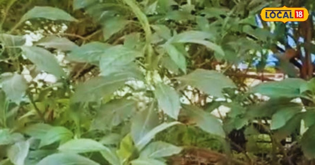 ये पौधा बदल सकता है Diabetes मरीज का जीवन, इम्युनिटी को करता है बूस्ट, वजन घटाने में भी सहायक – Bharat.one हिंदी