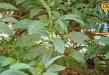 ये पौधा बदल सकता है Diabetes मरीज का जीवन, इम्युनिटी को करता है बूस्ट, वजन घटाने में भी सहायक – Bharat.one हिंदी