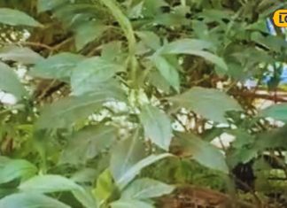 ये पौधा बदल सकता है Diabetes मरीज का जीवन, इम्युनिटी को करता है बूस्ट, वजन घटाने में भी सहायक – Bharat.one हिंदी