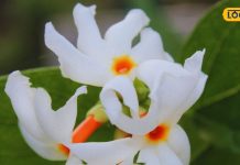औषधीय गुणों की खान है ये सफेद फूलों वाला पौधा, जानें इसके चमत्कारी फायदे