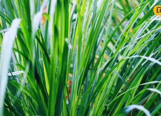 गुणों की खान है ये साधारण घास, त्वचा को बनाती है चमकदार, सेहत को भी रखती है मस्त