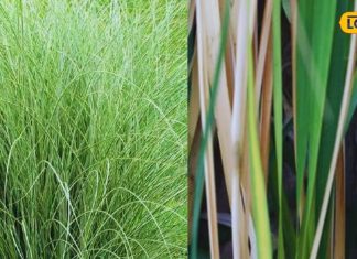 आम नहीं बेहद खास है ये घास, धार्मिक अनुष्ठानों में होती है इस्तेमाल