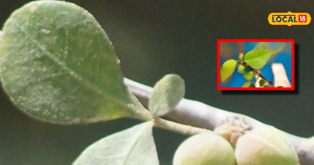 rare mitha guggul tree plant importance benefits for body sa