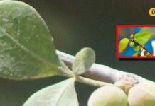 rare mitha guggul tree plant importance benefits for body sa