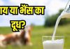 गाय या भैंस, किसका दूध ज्यादा फायदेमंद? यहां जानें नुकसान भी… इस टाइम करें सेवन