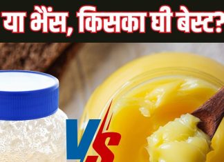 गाय या भैंस… किसका घी होता है ज्यादा फायदेमंद? वजन घटाना, सूजन भगाना, जानें क्या हैं इसके फायदे