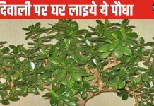 Crassula Plant: दीपावली पर घर लाएं यह चमत्कारी पौधा? व्यापार और धन में होगी बढ़ोतरी, नौकरी में भी मिल सकता प्रमोशन