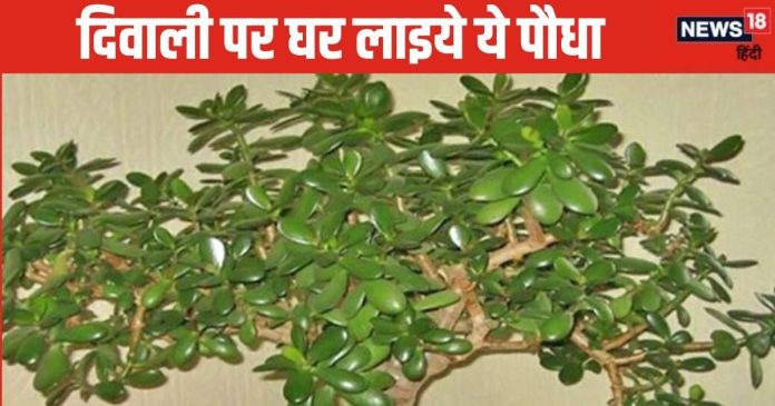 Crassula Plant: दीपावली पर घर लाएं यह चमत्कारी पौधा? व्यापार