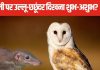 दिवाली पर दिखे सफेद उल्लू, छछूंदर तो समझ लें आने वाले हैं ऐसे दिन, किस तरफ करते हैं इशारे? पंडित जी से जानें