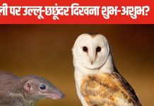 दिवाली पर दिखे सफेद उल्लू, छछूंदर तो समझ लें आने वाले हैं ऐसे दिन, किस तरफ करते हैं इशारे? पंडित जी से जानें