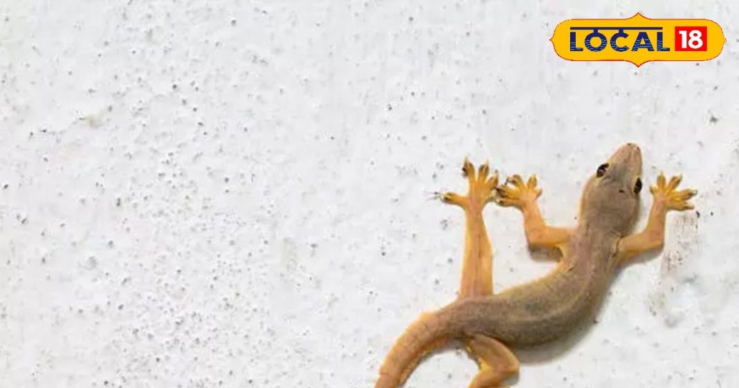 Diwali 2024: दिवाली पर दिख जाए यह जीव, तो होता है बेहद शुभ, सालभर होती है धनवर्षा! ज्योतिषी से जानें महत्व