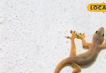 Diwali 2024: दिवाली पर दिख जाए यह जीव, तो होता है बेहद शुभ, सालभर होती है धनवर्षा! ज्योतिषी से जानें महत्व