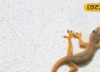 Diwali 2024: दिवाली पर दिख जाए यह जीव, तो होता है बेहद शुभ, सालभर होती है धनवर्षा! ज्योतिषी से जानें महत्व