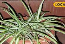 Diwali 2024: दीवाली के दिन जरूर लगाएं ये पौधा, खुल जाएंगे तरक्की के रास्ते! ज्योतिषी से जानें सब