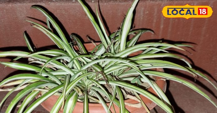 Diwali 2024: दीवाली के दिन जरूर लगाएं ये पौधा, खुल