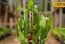 Feng Shui Tips: घर की इस दिशा में लगाएं बांस का पौधा, दिखने लगेंगे जबरदस्त फायदे