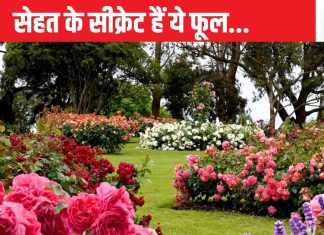 गजब, इन 5 फूलों में छिपा है हेल्थ का सीक्रेट, औषधीय गुणों से लबरेज कई परेशानियों में अमृत, मिलते हैं लाजवाब फायदे