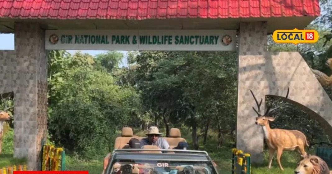 मूवी छोड़ो, शेरों की दुनिया देखें! इन सफारी का प्लान बनाएं और यादगार पल बिताएं