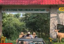 मूवी छोड़ो, शेरों की दुनिया देखें! इन सफारी का प्लान बनाएं और यादगार पल बिताएं