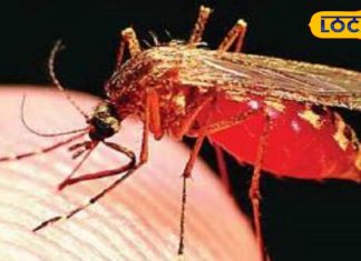 फिर से बढ़ने लगा डेंगू, 2 हजार से ज्यादा मरीज हुए शिकार, जानिए क्या हैं इसके लक्षण और इलाज