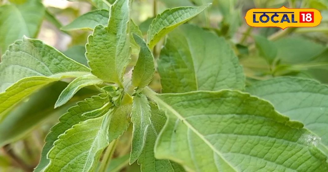 आयुर्वेद की रानी है ये पवित्र पौधा, वेदों में भी किया गया गुणों का बखान! इन बीमारियों से दिलाता है निजात