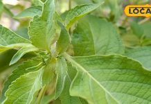 आयुर्वेद की रानी है ये पवित्र पौधा, वेदों में भी किया गया गुणों का बखान! इन बीमारियों से दिलाता है निजात