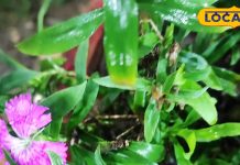 एक अकेला पौधा, कई रोगों पर भारी, आयुर्वेद डॉक्टर ने बताए इतने चमत्कारी गुण