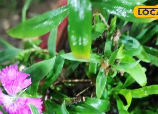 एक अकेला पौधा, कई रोगों पर भारी, आयुर्वेद डॉक्टर ने बताए इतने चमत्कारी गुण