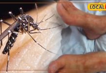 इंदौर में छह साल बाद फिर लौटा चिकनगुनिया, अब तक 10 मरीज मिले: जानें कैसे करें बचाव