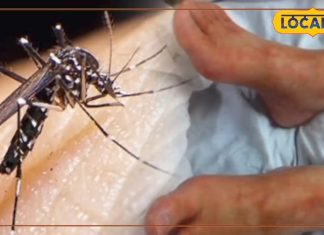 इंदौर में छह साल बाद फिर लौटा चिकनगुनिया, अब तक 10 मरीज मिले: जानें कैसे करें बचाव