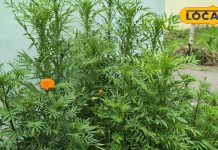 डैंड्रफ से लेकर स्किन प्रॉब्लम तक, इन बीमारियों में फायदेमंद है गेंदे का फूल! जानें एक्सपर्ट की राय