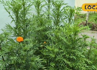 डैंड्रफ से लेकर स्किन प्रॉब्लम तक, इन बीमारियों में फायदेमंद है गेंदे का फूल! जानें एक्सपर्ट की राय