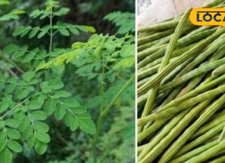 सब्जी है या दवाइयों का पिटारा! पत्ती से लेकर फल तक में औषधीय गुण, जानिए फायदे