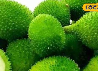 दवाइयों का खजाना है यह जंगली सब्जी! डायबिटीज सहित कई रोगों में कारगर