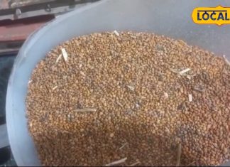 अरुगुला में हैं कैल्शियम और फाइबर सहित कई गुण, हार्ट से लेकर हड्डियों तक कई चीजों में है फायदेमंद