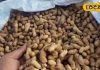 Groundnut has become the main source of nutrition in Jalore, know its health benefits from Ayurvedic doctor – Bharat.one हिंदी