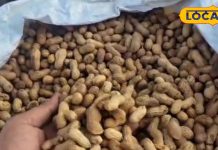 Groundnut has become the main source of nutrition in Jalore, know its health benefits from Ayurvedic doctor – Bharat.one हिंदी