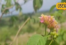 पैरों में आ गई मोच या हड्डियों में है दर्द, इस पौधे के पत्तों का लगाए लेप