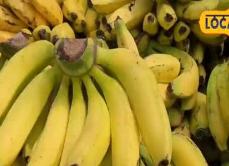 कई बीमारियों का कारण बन सकता है केला, जल्द पकाने के लिए किया जाता है गंदा काम