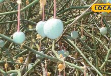 सेहत का खजाना का यह नन्हा-सा फल, कई बीमारियों को करता है छुमंतर, हजारों दवाओं के बराबर देता है फायदे!