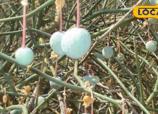 सेहत का खजाना का यह नन्हा-सा फल, कई बीमारियों को करता है छुमंतर, हजारों दवाओं के बराबर देता है फायदे!