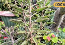 Plant these plants at home, you will never face shortness of breath, these plants are oxygen hubs. – Bharat.one हिंदी