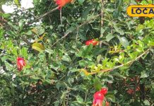 इस साधारण पेड़ के फल,पत्ते, फूल, छाल सब औषधि, अनिद्रा के लिए रामबाण! ऐसे करें इस्तेमाल