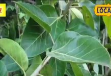 गरीबों का काढ़ा है इस पेड़ का पत्ता! कई गंभीर बीमारियों का करता है रामबाण इलाज