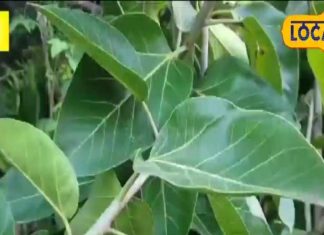 गरीबों का काढ़ा है इस पेड़ का पत्ता! कई गंभीर बीमारियों का करता है रामबाण इलाज