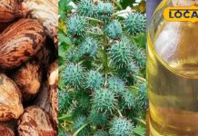 औषधीय गुणों से भरपूर ये पौधा पीलिया के लिए है काल, दर्द, हेयरफॉल और शरीर के लिए भी बेहद लाभकारी