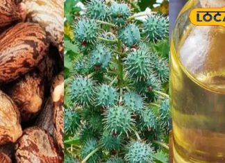 औषधीय गुणों से भरपूर ये पौधा पीलिया के लिए है काल, दर्द, हेयरफॉल और शरीर के लिए भी बेहद लाभकारी